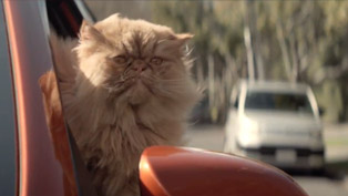2013 Toyota Corolla: A Cat's Love Affair [VIDEO]
