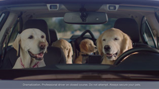 the barkleys return for the latest subaru ad campaign!
