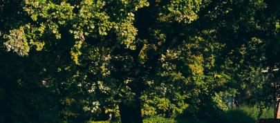 Maserati A6 1500 Gran Turismo (1947) - picture 4 of 24