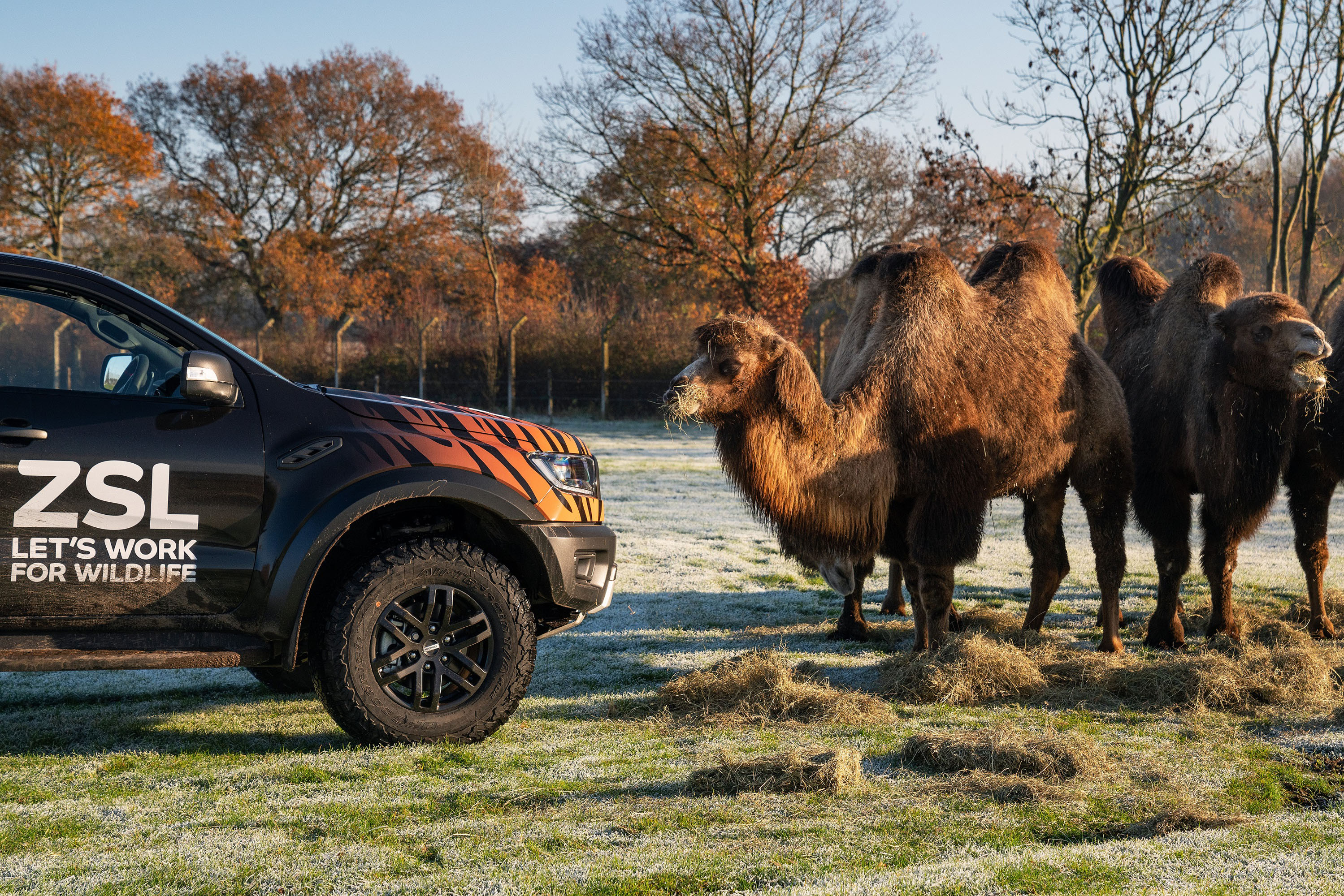 Ford Ranger Raptors