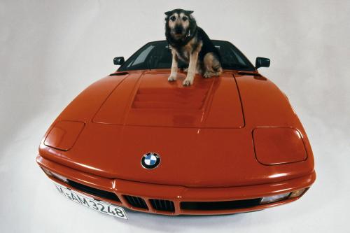 BMW M1 Procar (2008) - picture 8 of 16